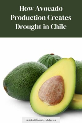 https://sustainabilitymattersdaily.com/how-avocado-production-creates-drought-in-chile/