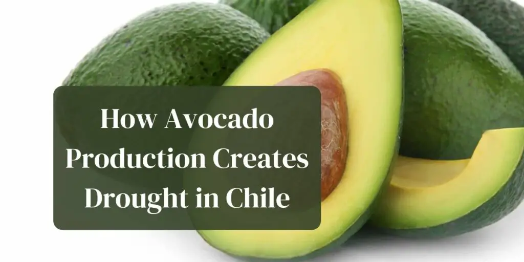 How Avocado Production Creates Drought in Chile