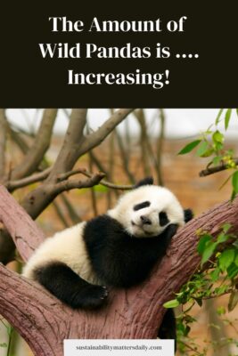 The Amount of  Wild Pandas is …. Increasing!