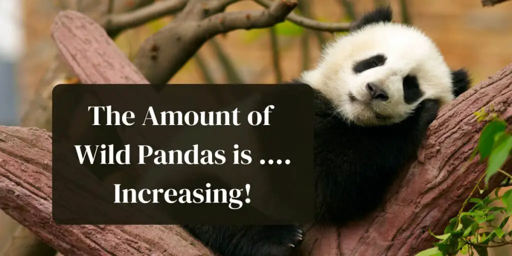 The Amount of Wild Pandas is …. Increasing!