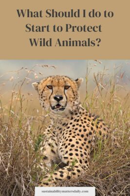 What Should I do to Start to Protect  Wild Animals?