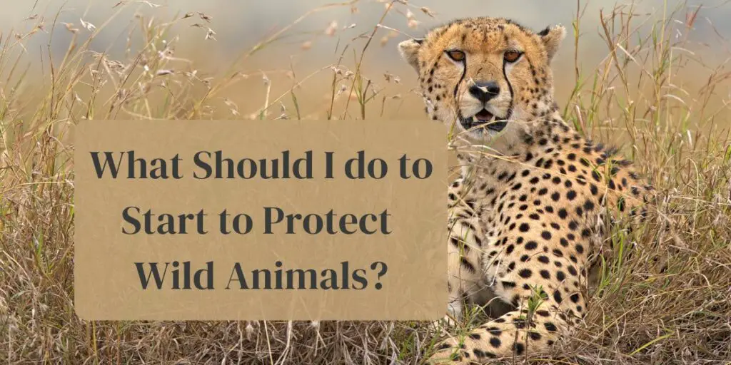 What Should I do to Start to Protect Wild Animals?