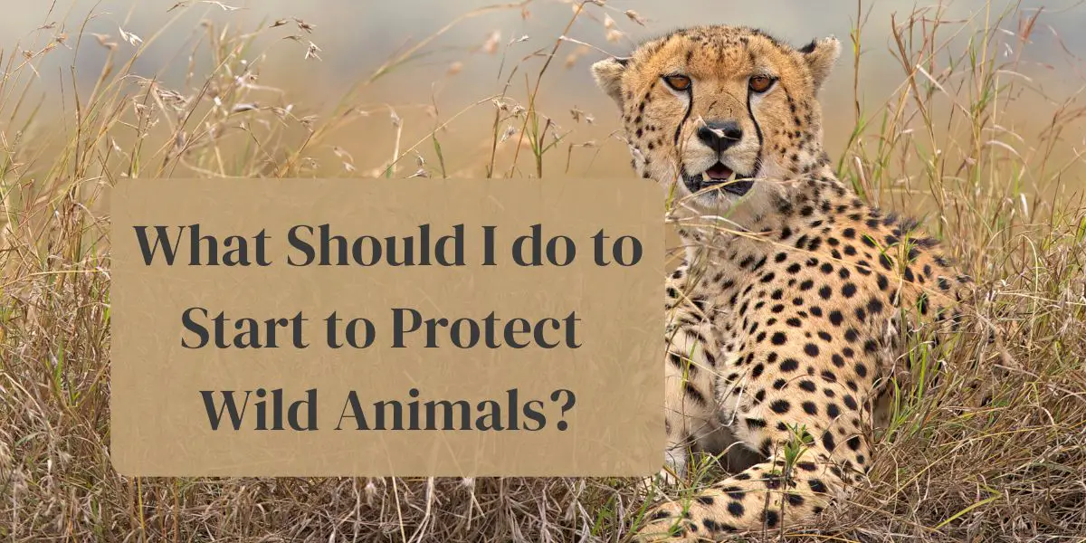 What should I do to start to protect wild animals? 