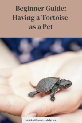 Beginner Guide: Having a Tortoise  as a Pet