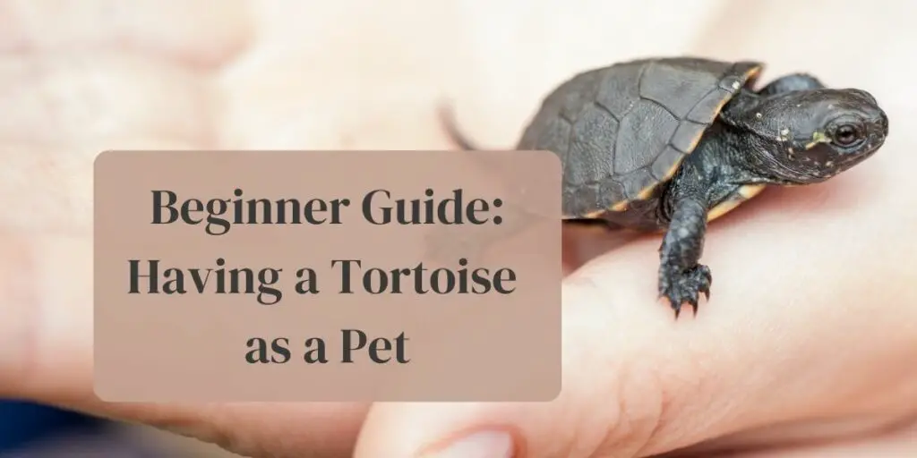 Beginner Guide: Having a Tortoise as a Pet