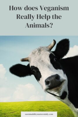 How does Veganism Really Help the Animals?