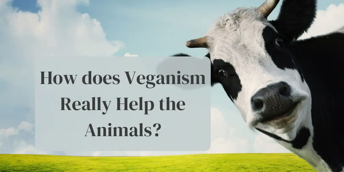 How does veganism really help the animals and environment? 