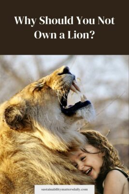 Why Should You Not Own a Lion?