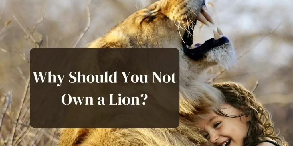 Why Should You Not Own a Lion?