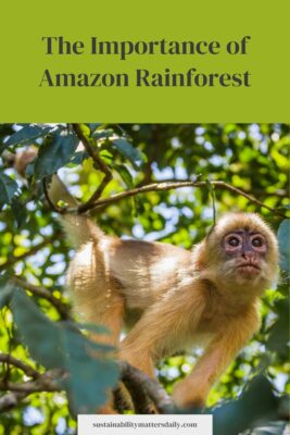 The Importance of Amazon Rainforest