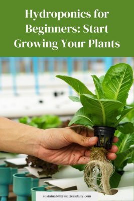 Hydroponics for Beginners: Start growing your plants