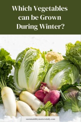 Which Vegetables can be Grown  During Winter?