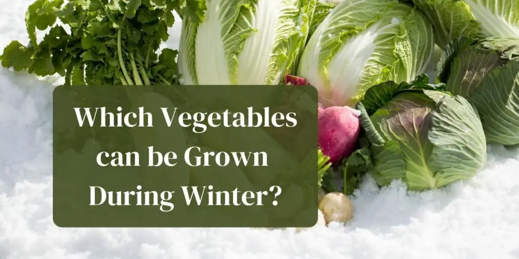 Which Vegetables can be Grown During Winter?