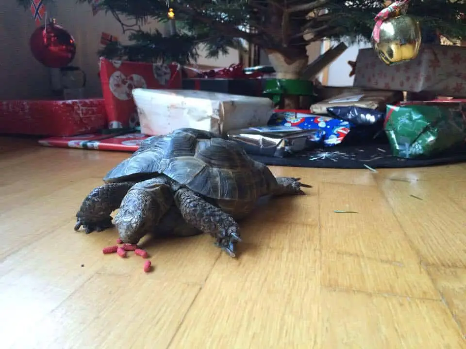 Tortoise Christmas Tree