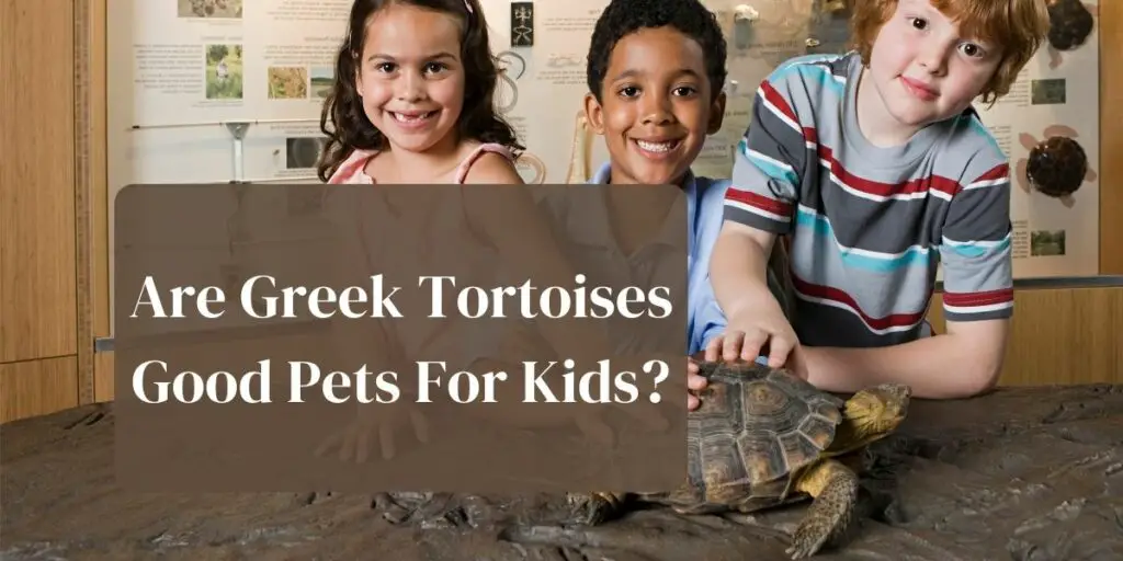 Are Greek Tortoises Good Pets For Kids?