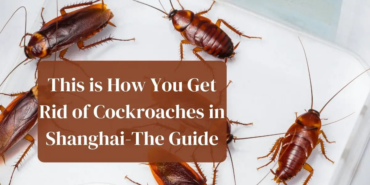 This is How You Get Rid of Cockroaches in Shanghai-The Guide