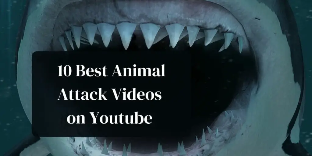 10 Best Animal Attack Videos on Youtube