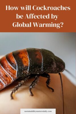 How will Cockroaches be Affected by  Global Warming?