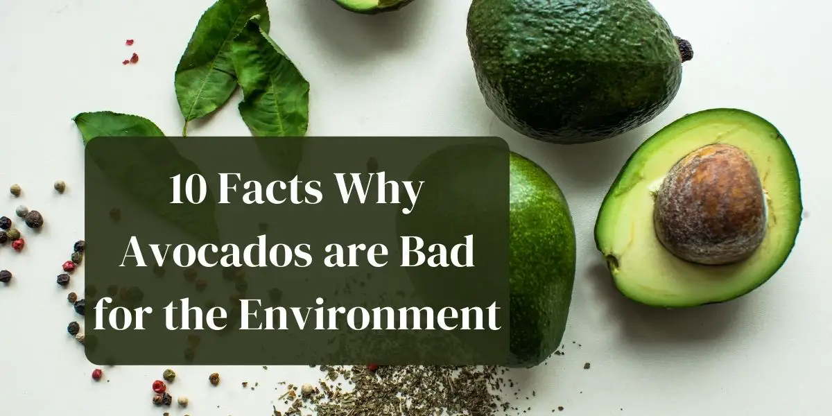 10 Facts Why Avocados are Bad for the Environment