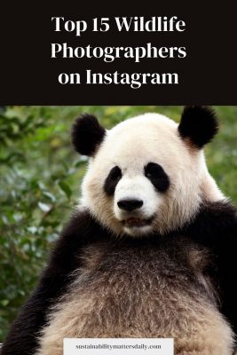 Top 15 wildlife photographers on instagram
