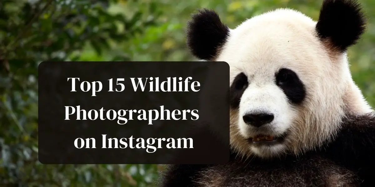 15 best Wildlife Photographers on Instagram for Inspiration 