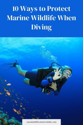10 Ways to Protect Marine Wildlife When Diving