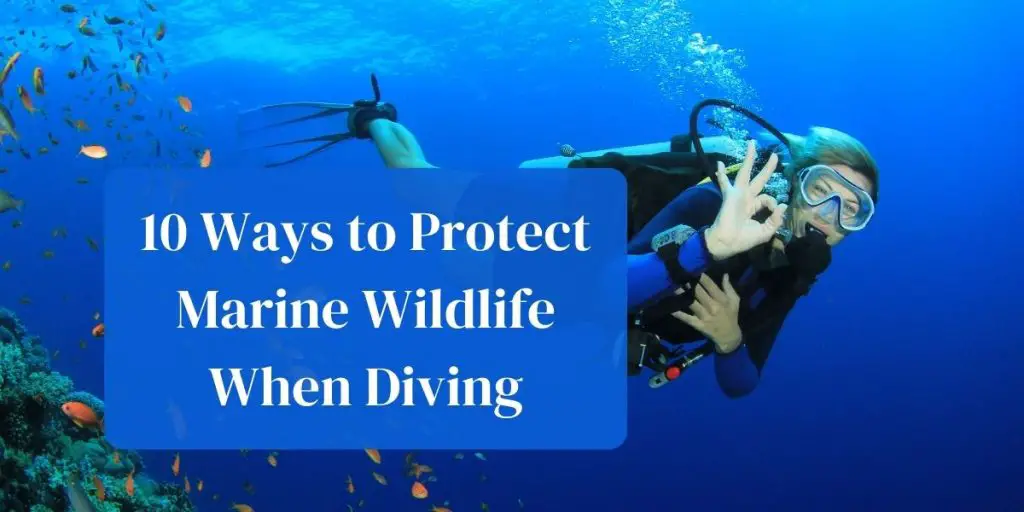 10 Ways to Protect Marine Wildlife When Diving