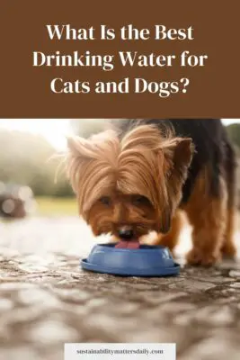 What Is the Best Drinking Water for Cats and Dogs?