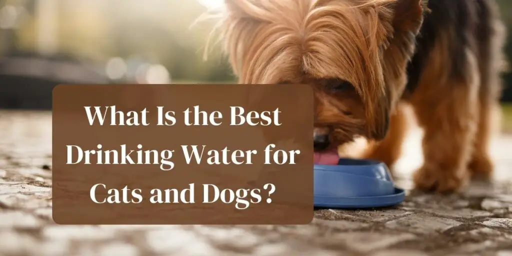 What Is the Best Drinking Water for Cats and Dogs?